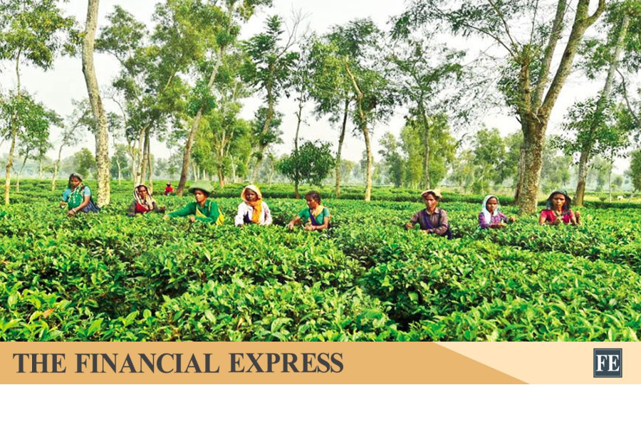 Tea sector needs a fresh look