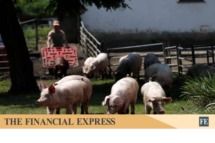 Hungary reports African swine fever in domestic pigs for first time