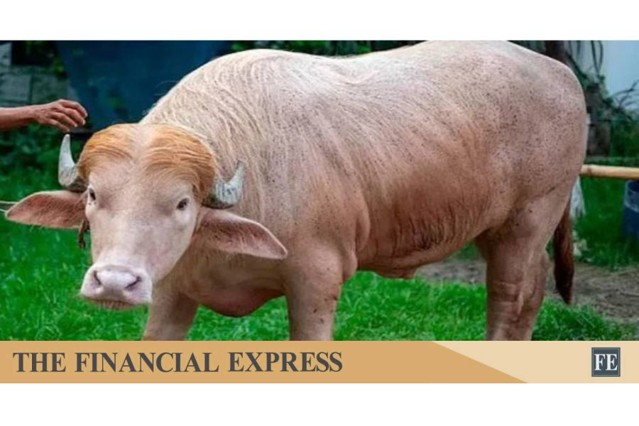 thefinancialexpress.com.bd