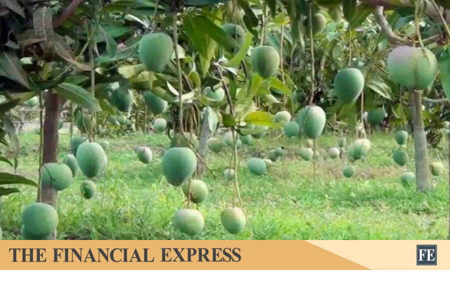 Mango harvesting in Natore to begin on May 15