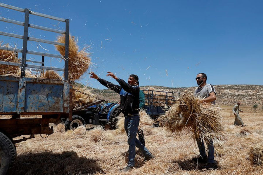 Palestinian men collect wheat, after an Israeli settlers attack in Al Mughayyir near Ramallah, in the Israeli-occupied West Bank, May 28, 2025.