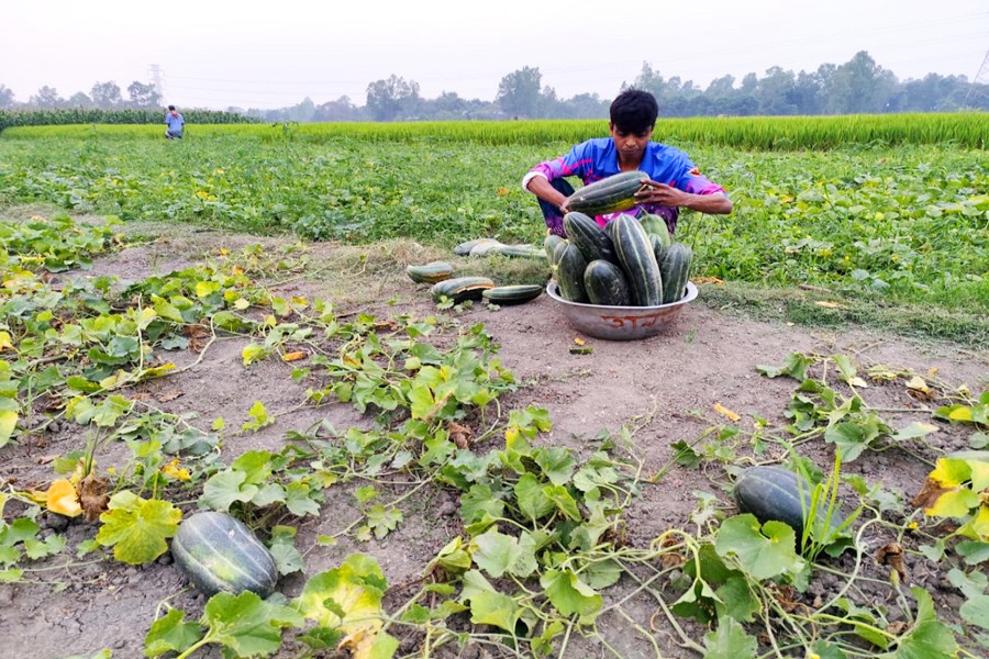 A farmer keeping melons into a basket at a village in Ghior upazila of Manikganj district- FE Photo