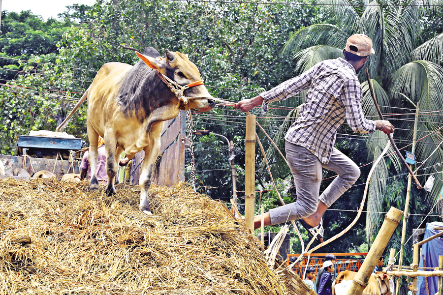 Sacrificial animals have started arriving at makeshift cattle markets in Dhaka ahead of Eid-ul-Azha, which will be observed on June 7. In the picture taken at Postogola Shoshan Ghat on Sunday, a cow is seen jumping off a truck. — FE Photo by Shafiqul Alam