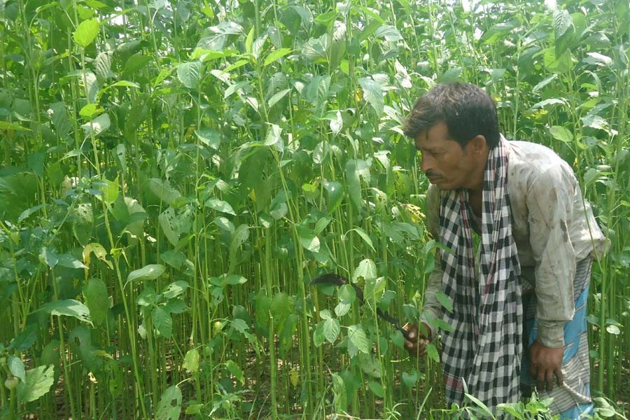 A farmer taking care of his jute in village Beroil under Magura district - FE Photo