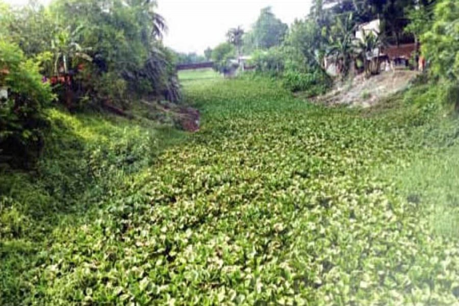 A view of the Harihar river clogged with water hyacinths in Keshabpur upazila of Jashore district