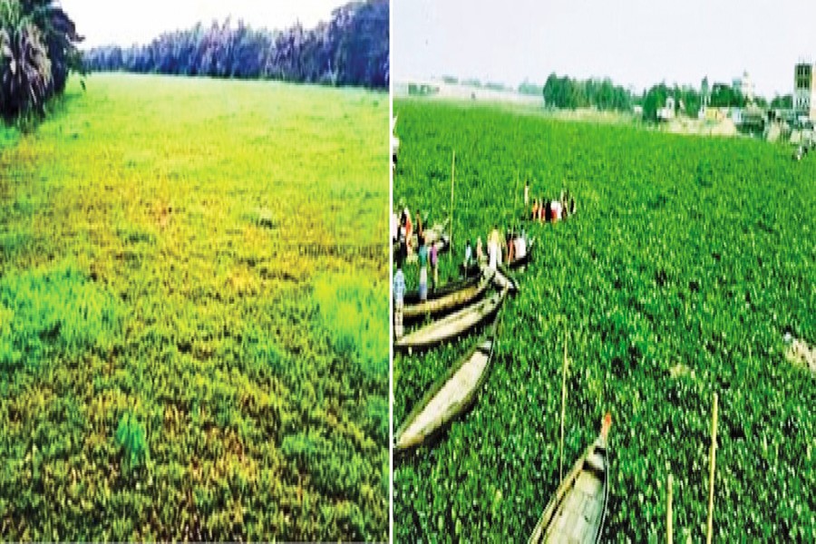 Photo shows the Dakatia River at Chandra area in Faridganj upazila (left) and the Dhonagoda River in the Koladi area in Matlab Dakhshin upazila of Chandpur district filled with water hyacinths — FE