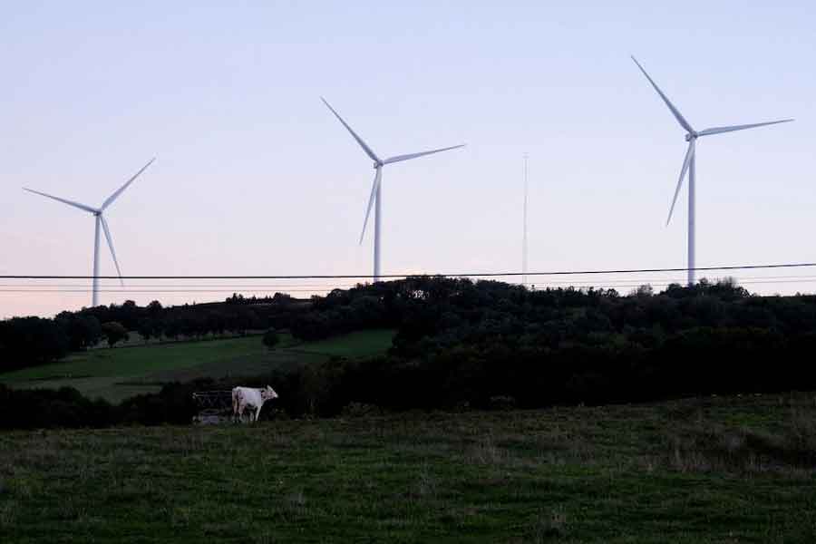 A view shows wind turbines in front of a cow at Paradela's City Council, in Galicia, Spain September 27, 2022.