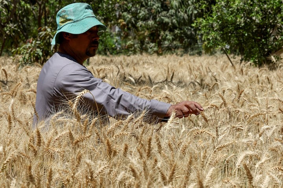 A farmer tends wheat at a field in Giza, Egypt, April 18, 2025.