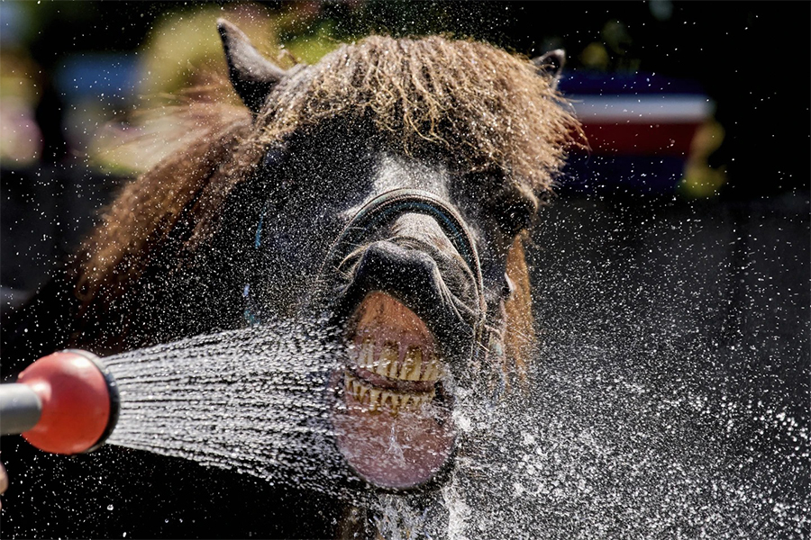 An Icelandic horse drinks water from a water hose at a stud farm in Wehrheim near Frankfurt, Germany on Monday, June 30, 2025, at the beginning of a multi-day heat wave — AP photo