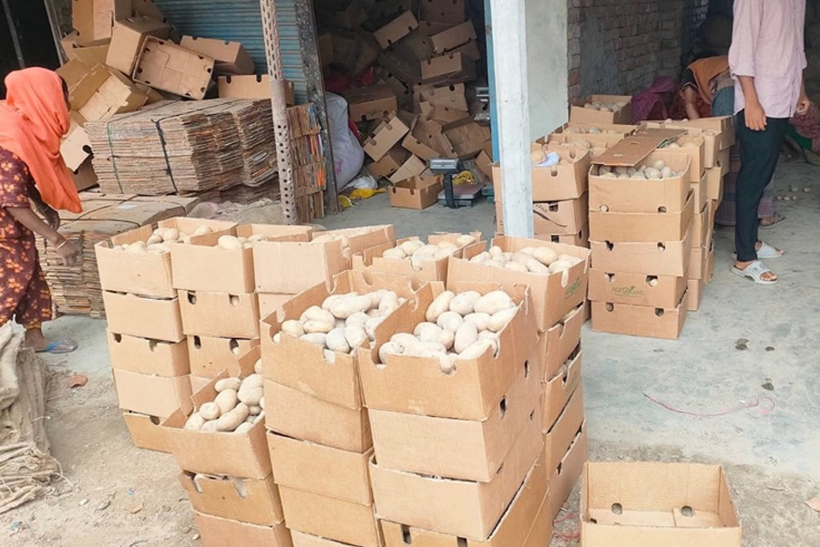 Potatoes are boxed up and prepared for export. The photo was taken from Shibganj haat in Bogura district