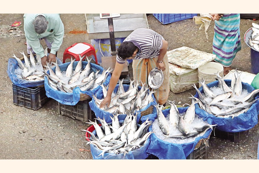 Traders at Jatrabari wholesale market in the capital arranging their Hilsa fishes on Tuesday with expectation of getting buyers for the costly item
