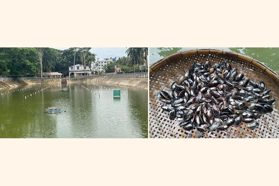 Photo shows a pond in Kotalipara upazila of Gopalganj district where pearl farming is going on (right) and oysters after harvesting in the same upazila