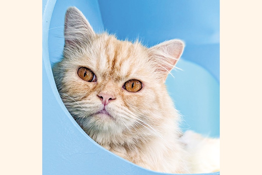 Looking into the camera with fierce eyes