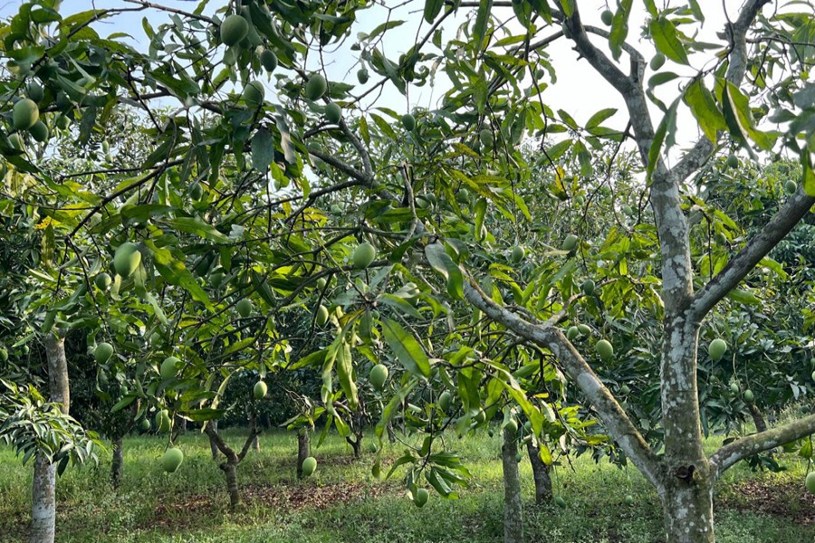 A partial view of mango cultivator Md Wahiduzzaman Bakul's mango orchard at Krishanida village in Muksudpur upazila of Gopalganj district-