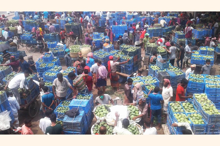 Photo shows growers and traders busy at Baneshwar mango market in Rajshahi district — FE Photo