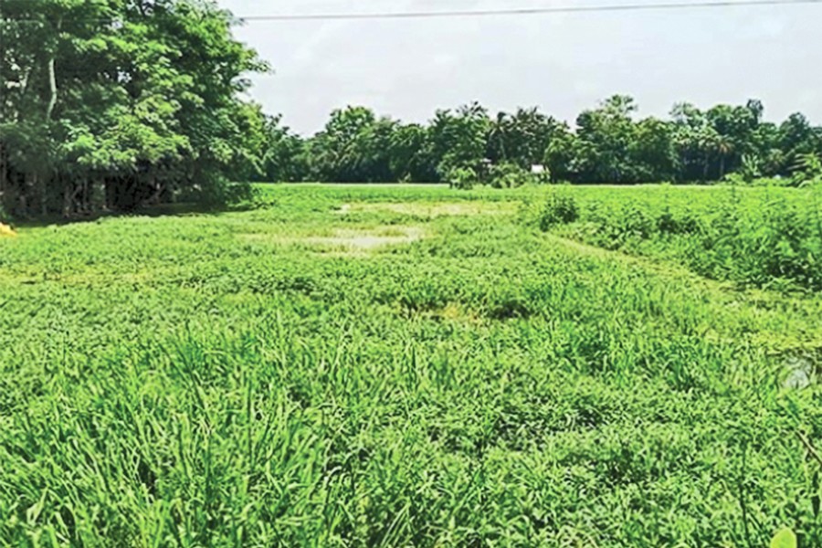 Picture shows a paddy field badly affected due to waterlogging in the absence of a drainage system at Noorpur village in Kachua upazila of Chandpur district