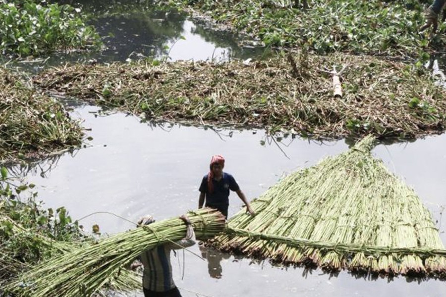 Farmers are engaged in jute retting work in Paba upazila of Rajshahi distric