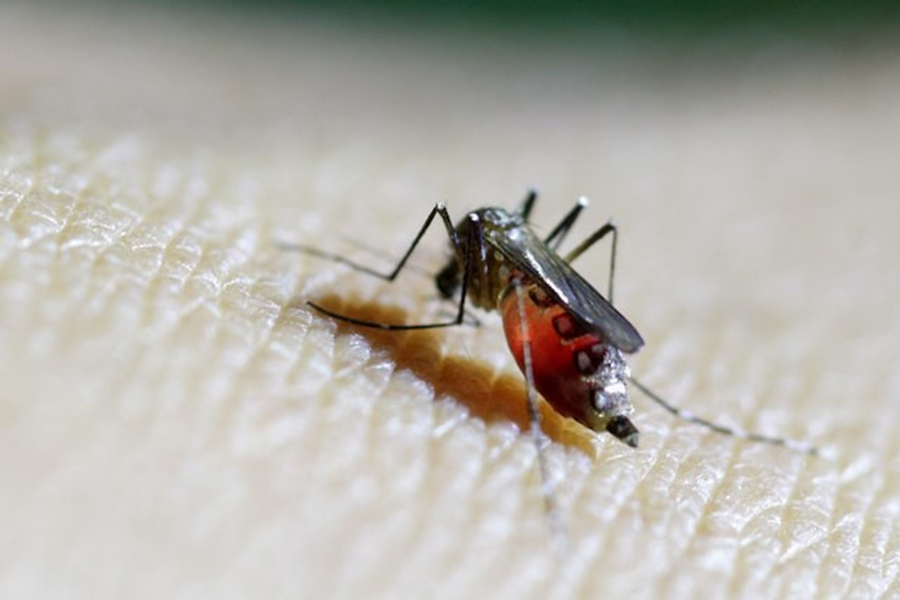 A female mosquito is seen on the forearm of a health technician in a laboratory at the entomology department of the Ministry of Public Health in Guatemala City on February 4, 2016 — Reuters/File