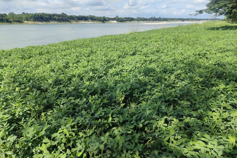 A partial view of a BINA- 8 peanut field on the bank of the Gorai River at Goaldah village in Magura district