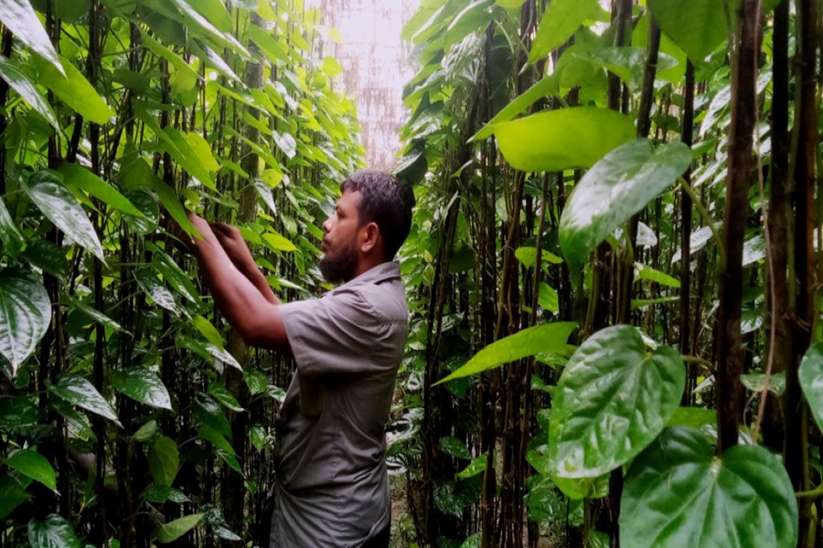 A farmer busy taking care of his betel leaf garden at Tengakhali village under Magura Sadar upazila