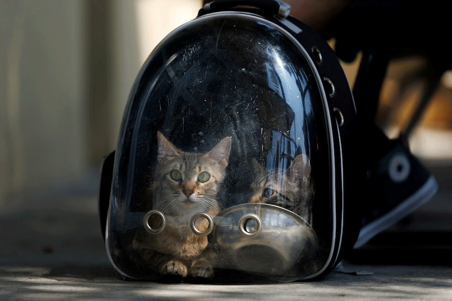 A man drops off two stray kittens in a clear plastic backpack at the County of Los Angeles Department of Animal Care and Control as the shelter struggles with overcrowding caused by pets abandoned during recent ICE raids, in Downey, California, US, July 29, 2025.