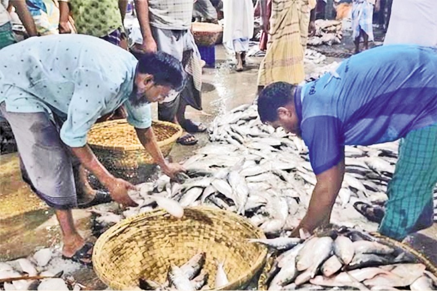 A massive consignment of hilsa arrived at Fish Landing Centre in Chandpur town. Workers are busy sorting out the fish according to sizes- FE Photo
