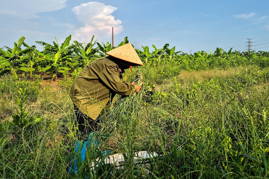 A farmer works at the site designated for a future Trump golf course in Hung Yen province, Vietnam on July 30, 2025 — Reuters/File