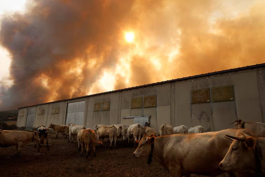 Tomas Rodriguez gives water to his cows as a wildfire approaches the vicinity of Villanueva de la Sierra, Zamora, Spain August 14, 2025.