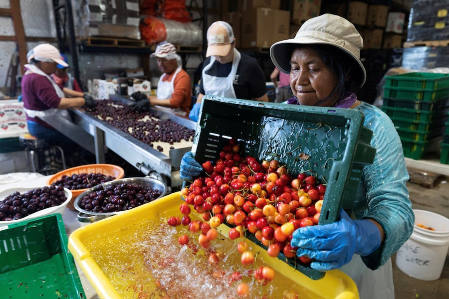Maria Pascual, who came to the US from Guatemala at 17 to work picking fruits and vegetables and became a citizen two years ago, sorts cherries with other workers at King Orchards, in Central Lake, Michigan, US, July 15, 2025.