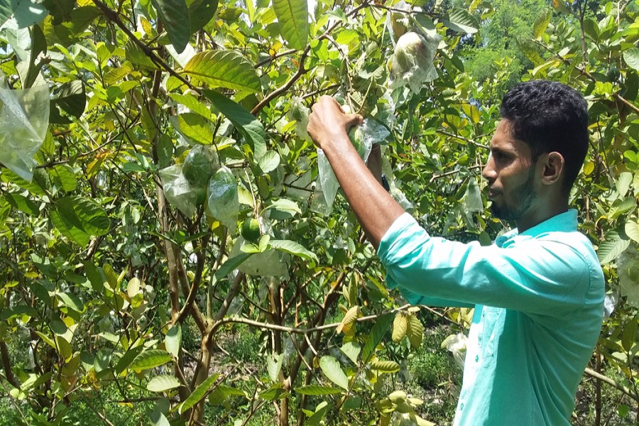 Young entrepreneur Monirul Islam takes care of his guava orchard at Atgharia's Bishrampur in Pabna