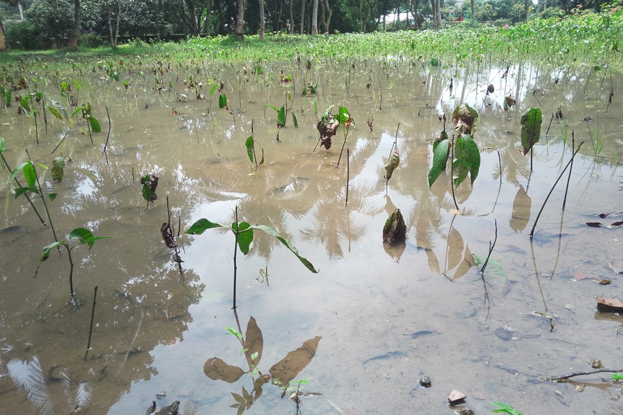 The photo shows mango seedlings left damaged by waterlogging in Horticulture Centre in Magura district - FE Photo