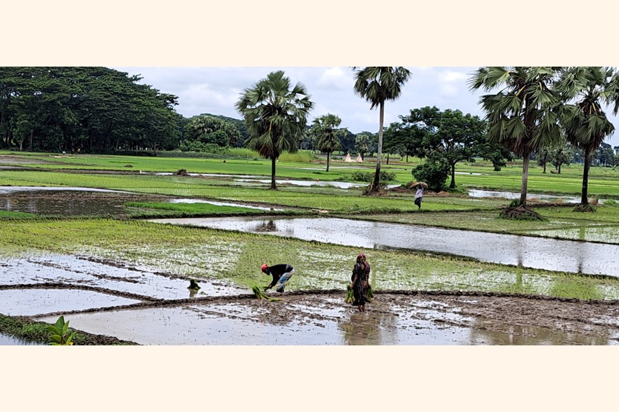 Farmers busy planting T-Aman seedlings at Singhipara in Borni union under Tungipara upazila of Gopalganj district