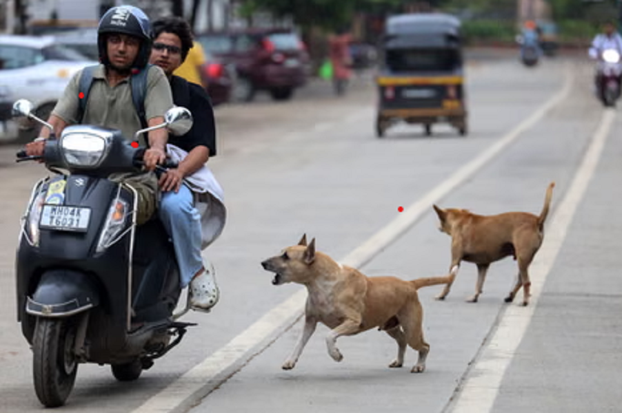 ছবি: দিব্যকান্ত সোলাঙ্কি/ইপিএ।