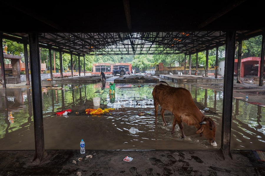 A cow stands inside a flooded cremation ground, after a rise in the water level of river Yamuna, in New Delhi, India, September 4, 2025.