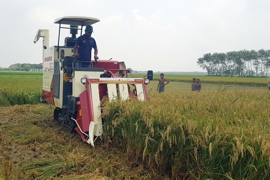 Aush paddy is being harvested by using harvester machine at Kullia village in Magura district