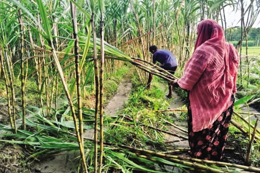 A couple harvest sugarcane in their field at Nedamdi Mathavanga village in Jahirabad union of Matlab Uttar Upazila recently. — FE Photo