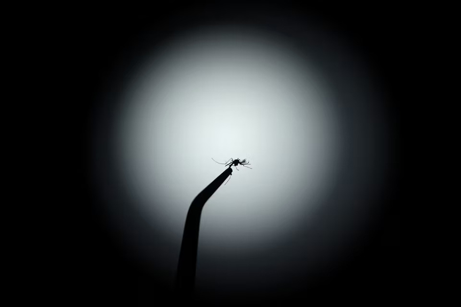 An Aedes aegypti mosquito with the dengue-blocking Wolbachia bacteria is seen at a laboratory in the Oswaldo Cruz Foundation (Fiocruz) in Rio de Janeiro, Brazil on April 9, 2024 — Reuters/File