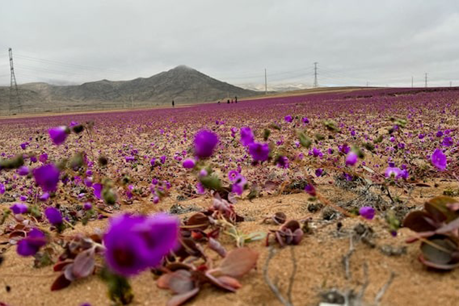 A view shows the area of an unusual winter bloom on Atacama desert prior to the spring phenomenon known as 'Desierto Florido' (Bloomed desert), which fills the driest desert in the world with flowers and plants, near Copiapo, Atacama region, Chile, July 6, 2024.