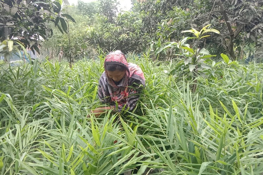 A female farmer busy working in her ginger garden at Jahanabad union in Mohanpur upazila of Rajshahi district. - FE Photo