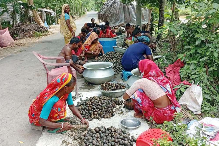 Photo shows workers busy processing snails at Nakshi village in Sadar upazila of Narail district. The aquatic creatures were collected from local wetlands despite government restrictions- FE Photo