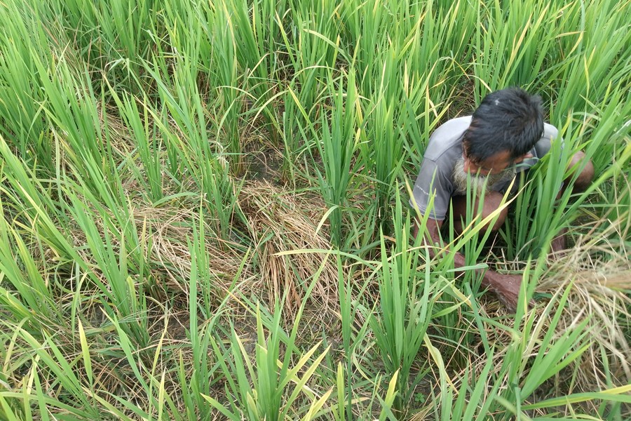 Photo shows a pest-infested damaged Aman paddy field in Badiakhali Union of Gaibandha Sadar Upazila — FE Photo