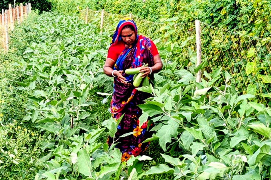 A female farmer picks brinjals from her garden at a village in Dakop upazila in Khulna district - FE Photo
