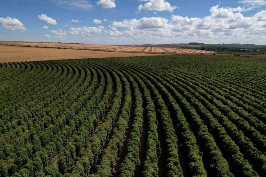 A drone view shows a coffee beans plantation at a farm near Brasilia, Brazil Jul 15, 2025.