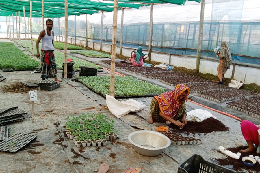 Photo shows workers busy taking care of saplings produced in a nursery at Shahnagar village in Shajahanpur upazila of Bogura district- FE Photo