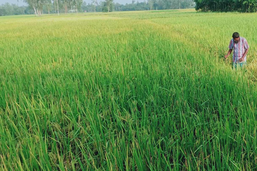 A farmer tends to his Aman rice crops at Andharkota area of Mithapukur upazila in Rangpur district- FE Photo