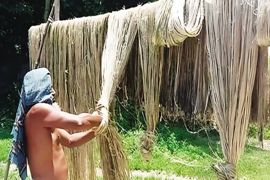 A farmer is drying his retted jute in the sun at Baghra village in Chandpur Sadar upazila- FE Photo