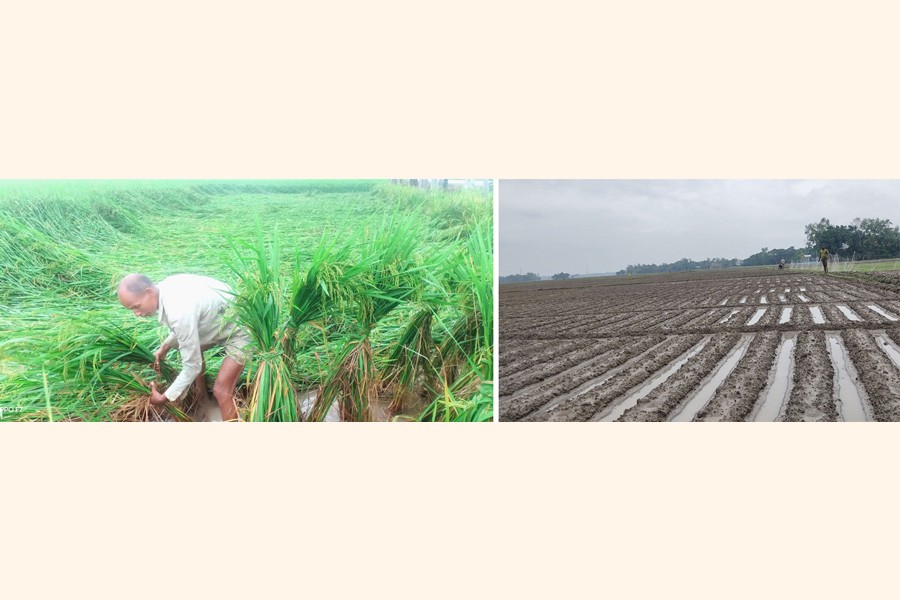 A farmer trying to tie up the flattened Aman paddy plants in his waterlogged field at Balua Mashimpur area in Mithapukur upazila of Rangpur district (left) and farmers trying to flash out water from the submerged potato fields to save their crops at Kalikapur Dangapara in Atrai upazila of Naogaon district. — FE Photo/UNB