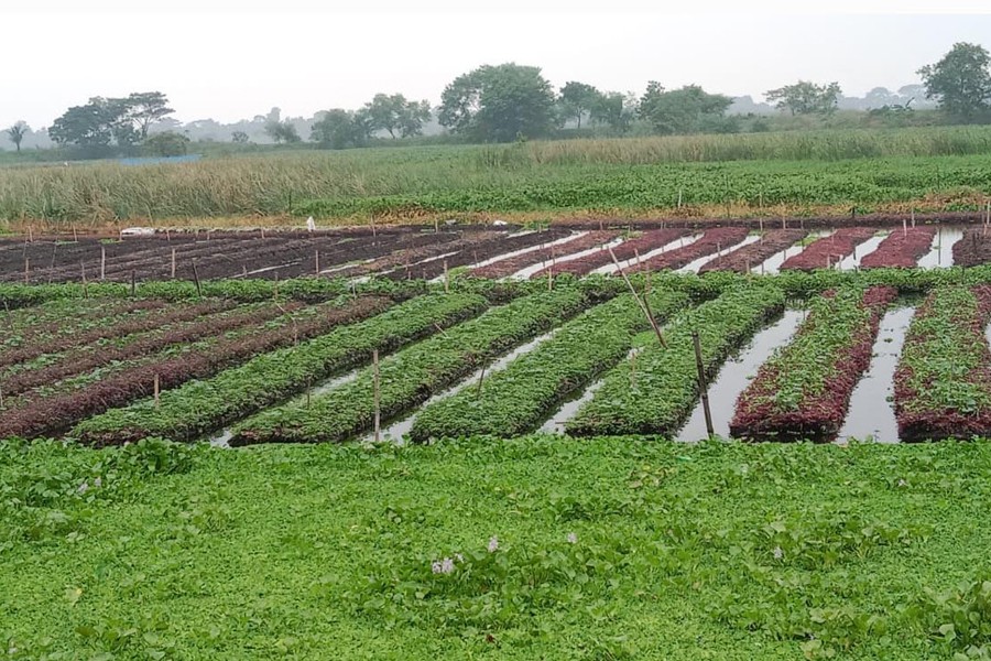 Vegetables are being cultivated on floating farm beds at Mitrodanga under Gopalpur Union of Gopalganj's Tungipara — FE Photo