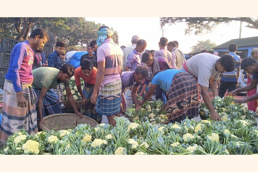 A vender busy arranging cauliflowers in a right order in his shop at Shalbagan Market in Rajshahi city- FE Photo