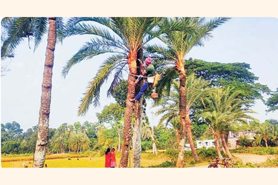 With the arrival of winter, rural landscape here transforms into a hub of traditional sweets made from freshly collected date palm sap